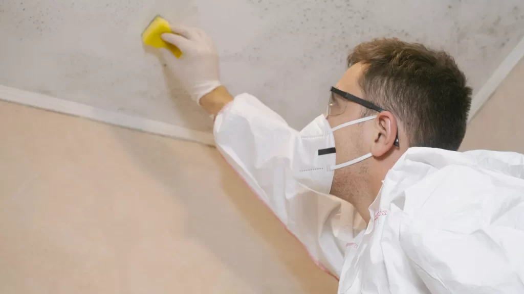 Mold Removal Provo