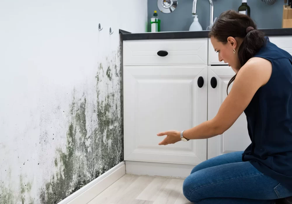 Mold Damage Restoration Provo